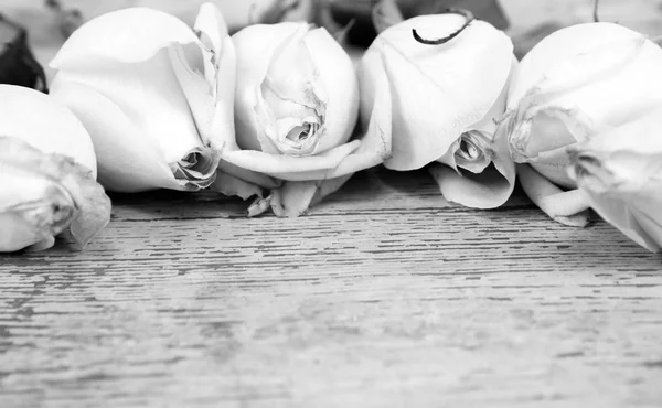 Fondo rosas blancas — Foto de Stock