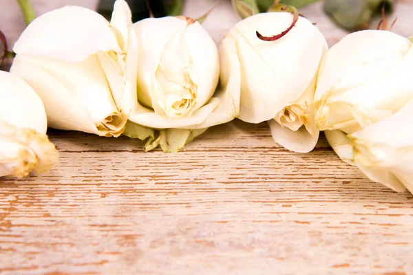 Fondo rosas blancas — Foto de Stock