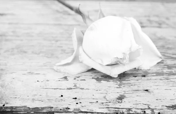 Een witte roos — Zdjęcie stockowe