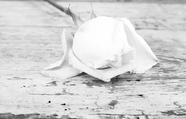 Een witte roos — Zdjęcie stockowe