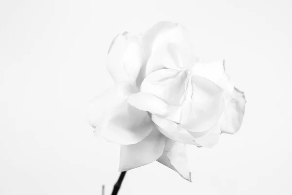 Una rosa blanca — Foto de Stock