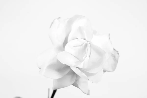 Una rosa blanca — Foto de Stock