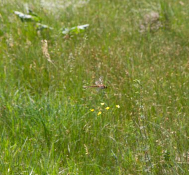 kırmızı bir yusufçuk