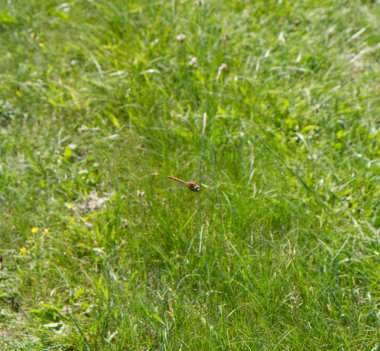 kırmızı bir yusufçuk