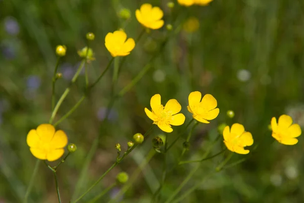Buttercups (Ranunculus) blooming — Stock Photo, Image
