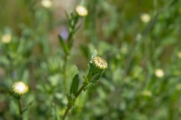 Das Gänseblümchen (leucanthemum vulgare)) — Stockfoto