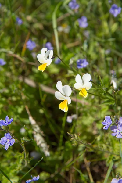 Pansy de campo (Viola arvensis ) — Fotografia de Stock