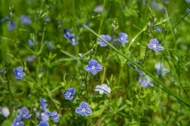 Germander speedwell çiçekler