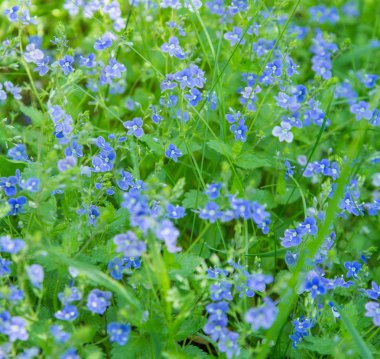 Germander speedwell çiçekler