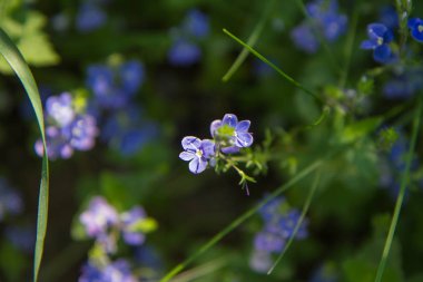 Germander speedwell çiçekler