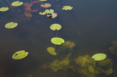 Nilüfer yaprakları