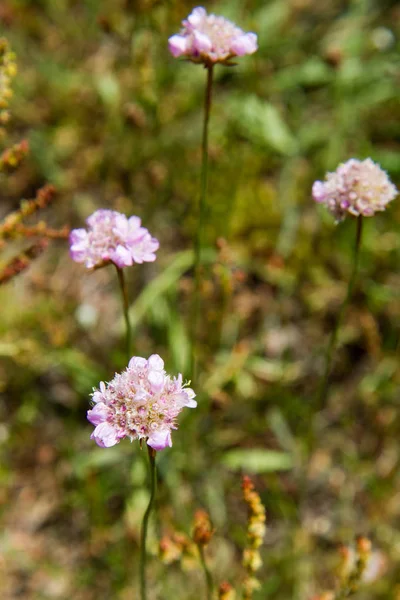 クローバーの花 — ストック写真