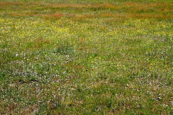 Flores silvestres en un prado — Foto de Stock