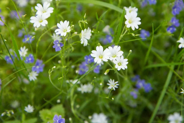 Tarla faresi-kulak ve Germander speedwell — Stok fotoğraf