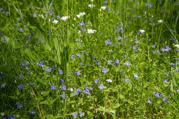 Field mouse-ear & Germander speedwell — Stock Photo, Image
