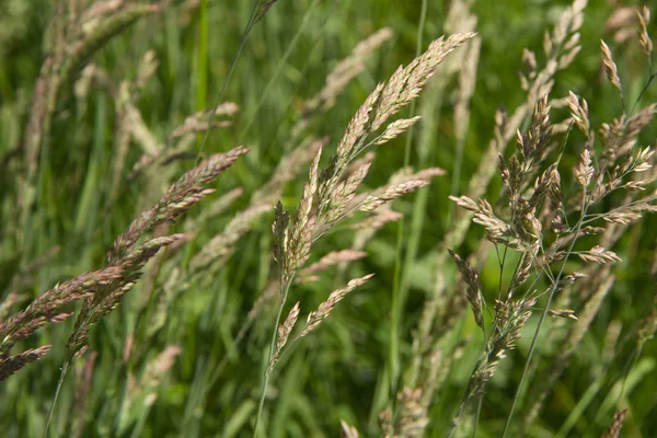 Vissa gräs blommar — Stockfoto