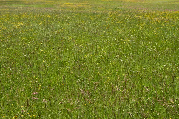 草原上的野花 — 图库照片