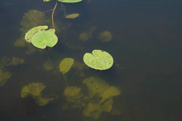 Water lily leaves — Stock Photo, Image