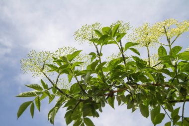 Mürver ağacı çiçek açan