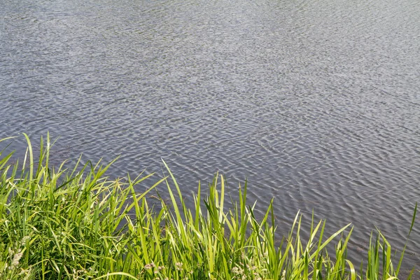 Reed em um lago — Fotografia de Stock