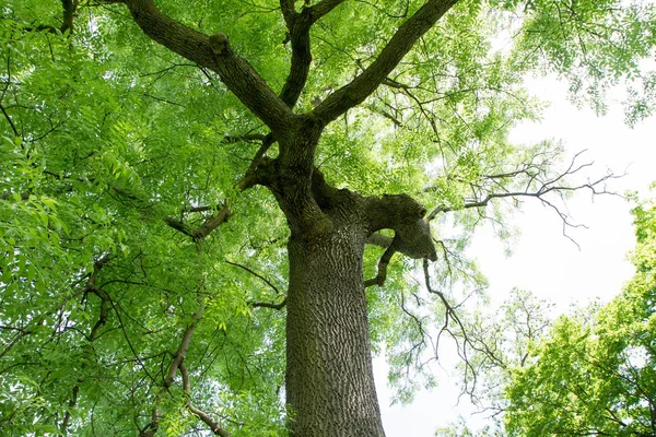 An Ash tree