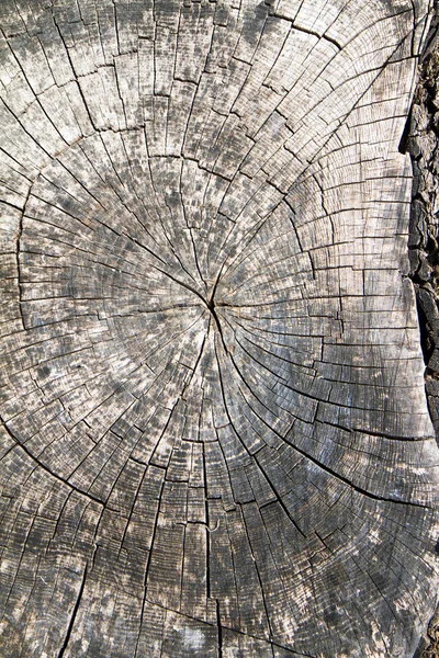 A tree trunk — Stock Photo, Image