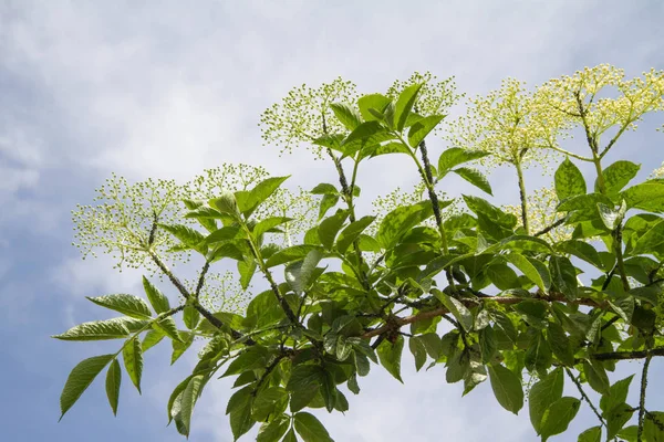 Mürver ağacı çiçek açan