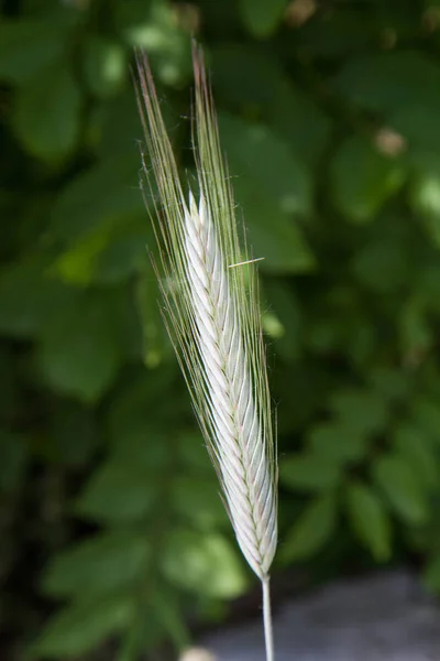 Young grain crop — Stock Photo, Image