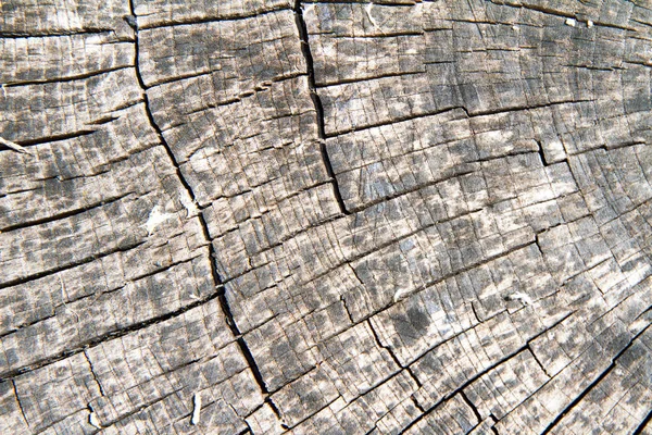Tree trunk close up — Stock Photo, Image