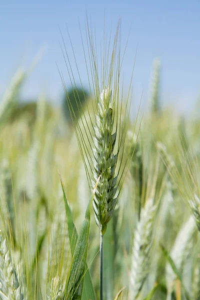 Grano in un campo — Foto Stock