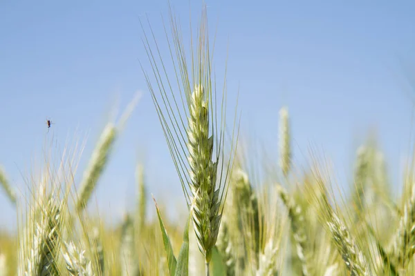 Trigo en un campo — Foto de Stock