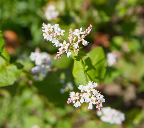 Planta Fagopyrum (Trigo mourisco) — Fotografia de Stock