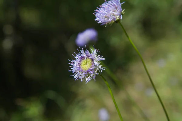 羊のビット scabious — ストック写真