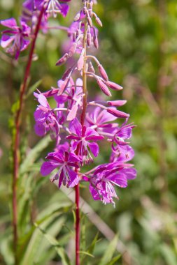 Fireweed bitki