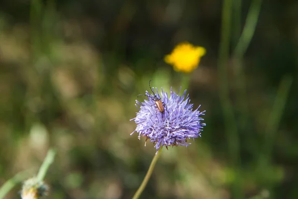 花上的昆虫 — 图库照片