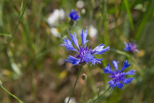 Fiordaliso (Centaurea cyanus ) — Foto Stock