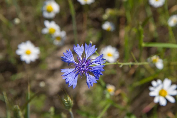 Flor de milho (Centaurea cyanus ) — Fotografia de Stock