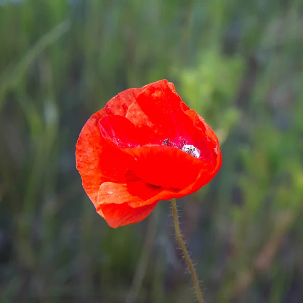 Une fleur de pavot — Photo