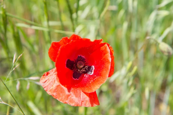 Een klaproos bloem — Stockfoto