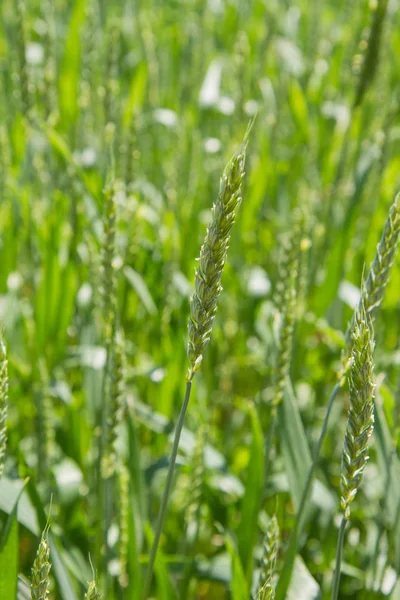 Grano in un campo — Foto Stock