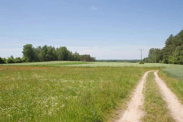 Road by a meadow — Stock Photo, Image