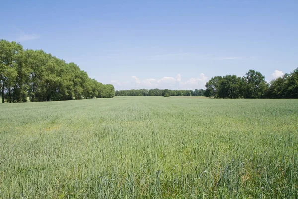 Vista de um campo — Fotografia de Stock