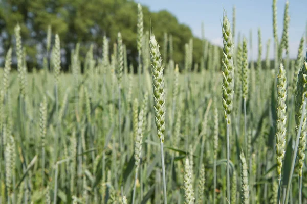 Grano in primavera — Foto Stock