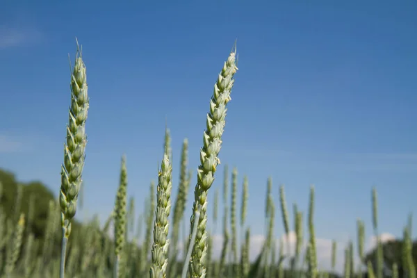 Pšenice na jaře — Stock fotografie