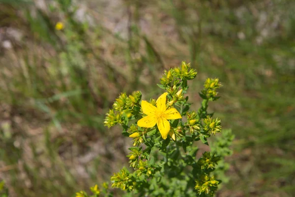 Common Sint janskruid — Stockfoto