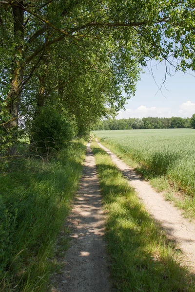 Road by a field — Stock Photo, Image