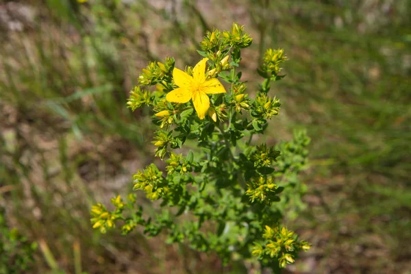 Common Sint janskruid — Stockfoto