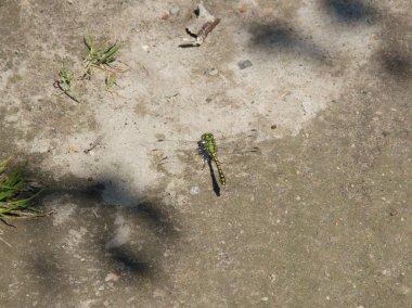 yusufçuk içinde yakın çekim