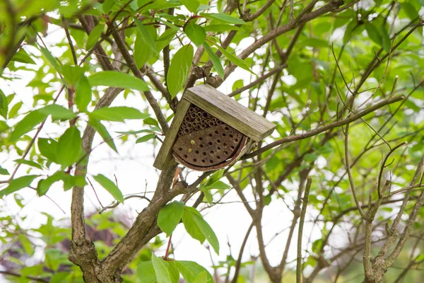 Bijenhuis op een boom — Stockfoto