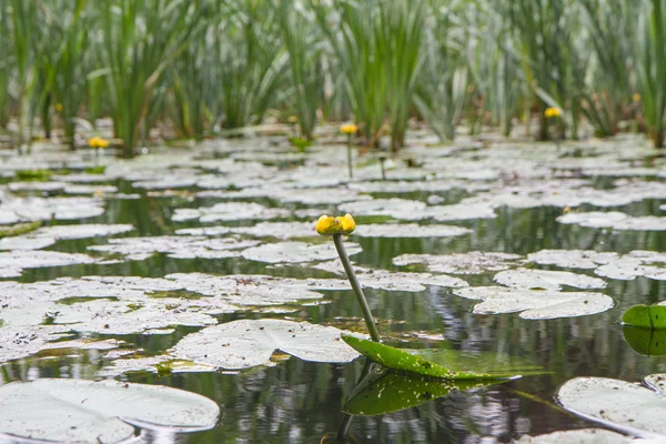 Yellow water-lily — Stock Photo, Image